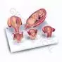 3B Scientific Schwangerschaftsserie, 5 Modelle L11/9