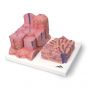 3B MICROanatomy™ Leber K24