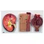 Nierenschnitt, Nephron, Blutgefäße und Nierenkörperchen K11
