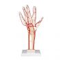 Handskelett mit Arterien M17