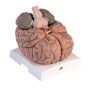 Mega-Gehirn, 2,5-fache Größe, 14-teilig VH409