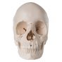 3B Scientific Steckschädel – Anatomische Version, 22-teilig A290