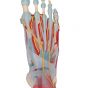 Modèle de squelette du pied avec ligaments et muscles M34/1 