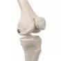 Mini-Skelett „Shorty“ mit Muskelbemalung, auf Sockel A18/5