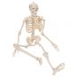 Mini-Skelett „Shorty“, auf Hängestativ A18/1