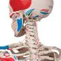 Muskel-Skelett Max, auf 5-Fuß-Rollenstativ A11