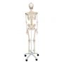 Squelette flexible Fred, sur support für 5 roulettes A15