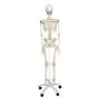 Squelette flexible Fred, sur support für 5 roulettes A15