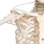 Funktionelles Skelett auf Hängestativ. Sondermodell A15/3S