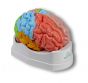 Gehirn, funktionell/regional, 5-teilig Erler Zimmer