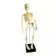 Mini-Skelett für das Mini-Budget W18001/1 3B Scientific