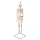 Mini-Skelett „Shorty“ mit Muskelbemalung, auf Hängestativ A18/6