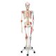 Luxus-Skelett Sam, auf 5-Fuß-Rollenstativ A13