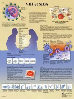 Anatomische Bord : HIV und AIDS VR2725UU