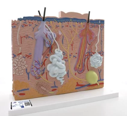 Modèle anatomique de peau en 3 parties J16