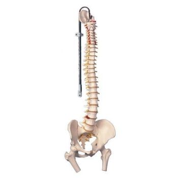 Klassische flexible Wirbelsäule mit Oberschenkelstümpfen A58/2