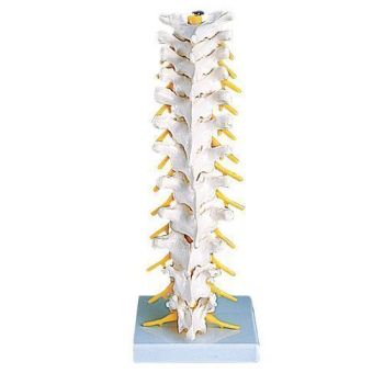 Brustwirbelsäule A73