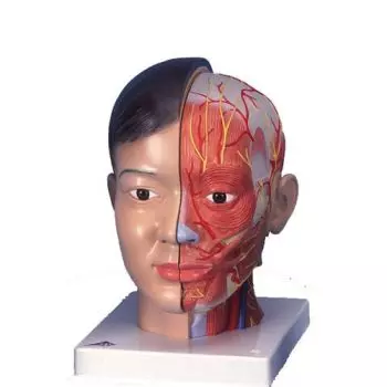 Asiatischer Kopf mit Hals, 4-teilig C06