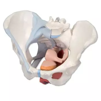 Bassin féminin avec ligaments, sectionné au niveau mi-sagittal à travers les organes des muscles du plancher pelvien, en quatre pièces H20/3