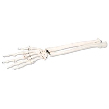 3B Scientific A41L Handskelett mit Unterarm, links,