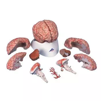 Gehirn mit Arterien, 9-teilig C20