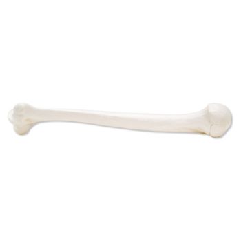 3B Scientific A45/1L Oberarmknochen, links