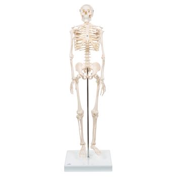 Mini-Skelett „Shorty“, auf Sockel A18