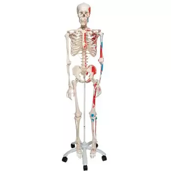 Muskel-Skelett Max, auf 5-Fuß-Rollenstativ A11