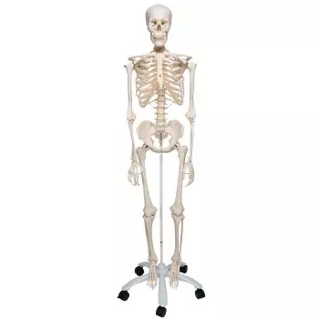 Standard-Skelett Stan, auf 5-Fuß-Rollenstativ A10