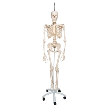 Physiologisches Skelett Phil, auf Hängestativ A15/3