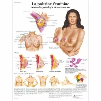 Anatomische Bord : weibliche Brust  - Anatomie, Pathologie und Selbstuntersuchung VR2556L