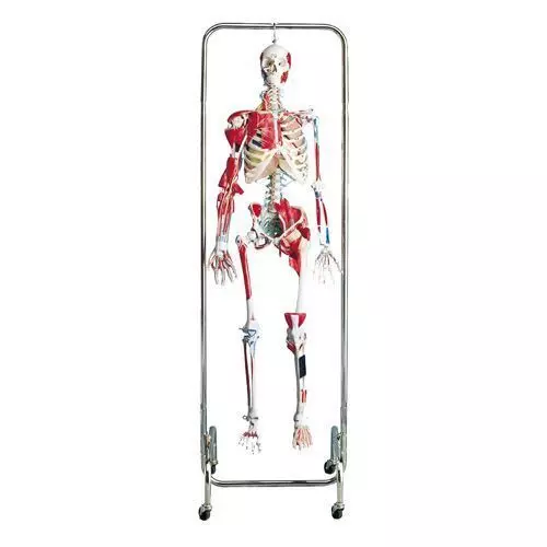 Physiotherapie Skelett W47001