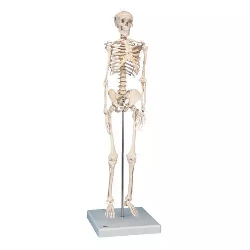 Mini-Skelett W10530