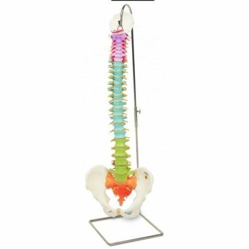 Didaktische flexible Wirbelsäule A58/8