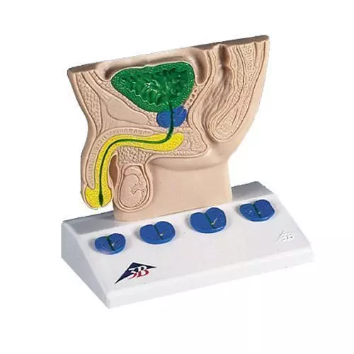 Prostata-Modell (schematisch) K40