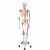 Luxus-Skelett Sam, auf 5-Fuß-Rollenstativ A13