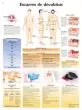 Anatomische Bord : Dekubitus VR2717UU