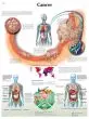 Anatomische Bord :  Krebs VR2753UU