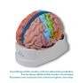 Gehirn, funktionell/regional, 5-teilig Erler Zimmer