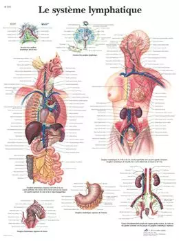 Anatomischen Bord : Das lymphatische System  VR2392UU