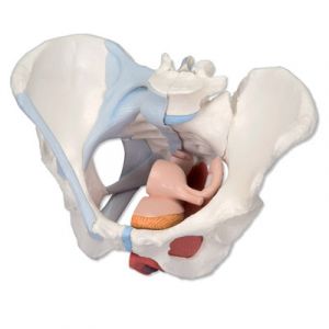 Bassin féminin avec ligaments, sectionné au niveau mi-sagittal à travers les organes des muscles du plancher pelvien, en quatre pièces H20/3