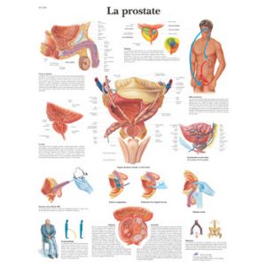 Die anatomische Bord : Prostata VR2528UU 