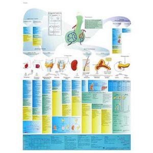 Die anatomische Bord : Hormonsystem (vereinfacht) VR2638L