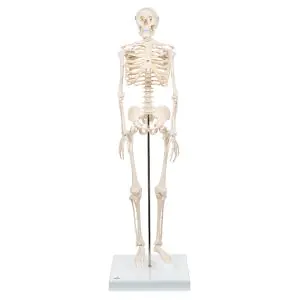 Mini-Skelett „Shorty“, auf Sockel A18