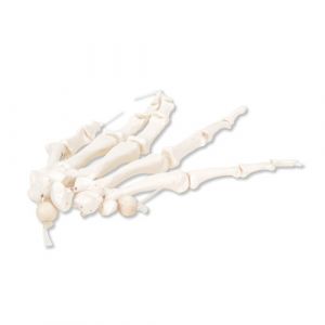 Squelette de la main sur fil de nylon, droit A40/2R