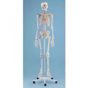 3010 Erler-Zimmer Skelett 