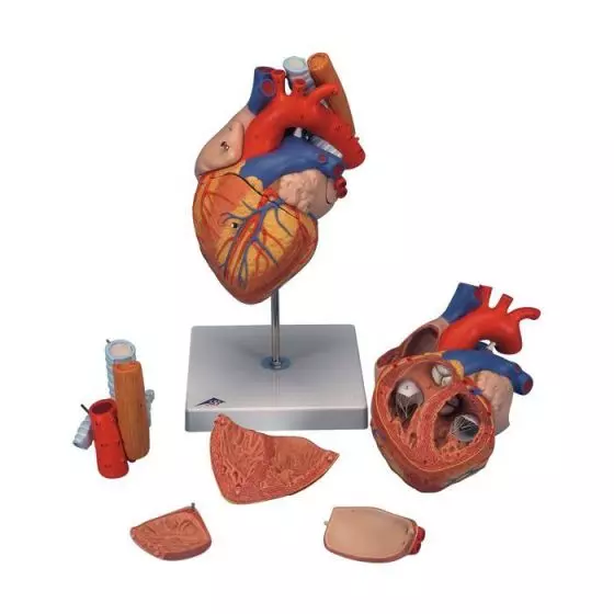 Herz mit Luft- und Speiseröhre, 2-fache Größe, 5-teilig G13