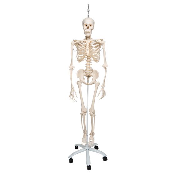 Physiologisches Skelett Phil, auf Hängestativ A15/3