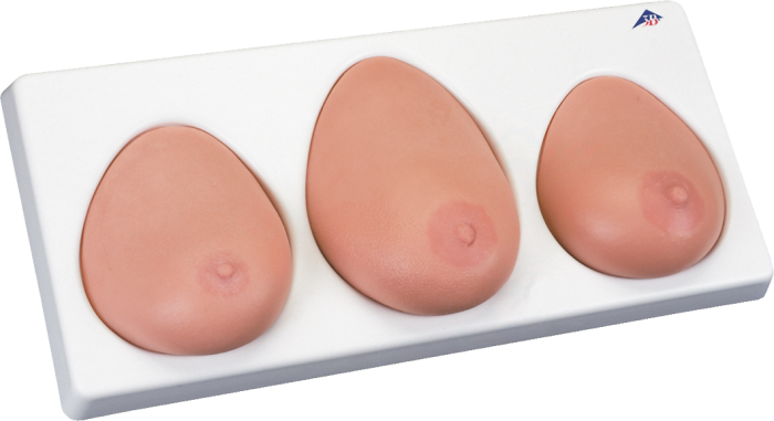 Brust-Tastmodell, drei Einzelbrüste auf Sockel L55