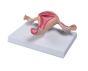Uterusmodell Erler Zimmer